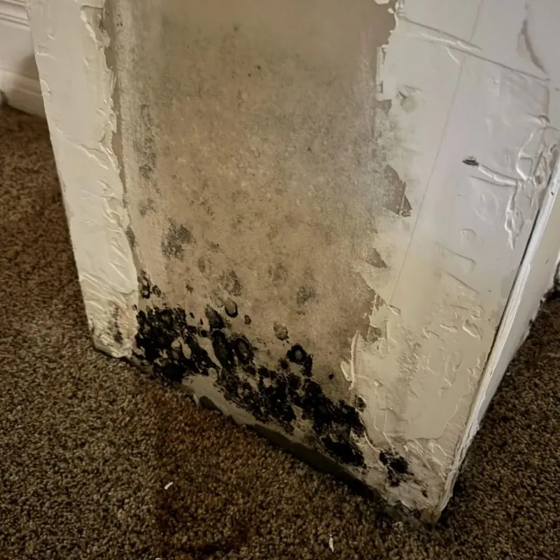 Professional Mold Removal in Beverly Hills, FL